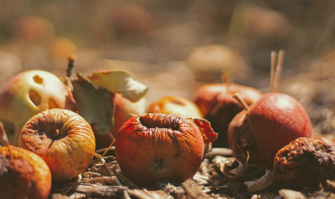 El proyecto Redona participó en el encuentro organizado por el CEMAS sobre la pérdida y el desperdicio alimentario